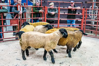 Longtown Ram Fair-35